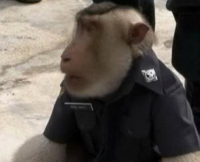 O maimuţă poliţist păzeşte străzile Thailandei (VIDEO)